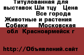 Титулованная для выставок Ши-тцу › Цена ­ 100 000 - Все города Животные и растения » Собаки   . Московская обл.,Красноармейск г.